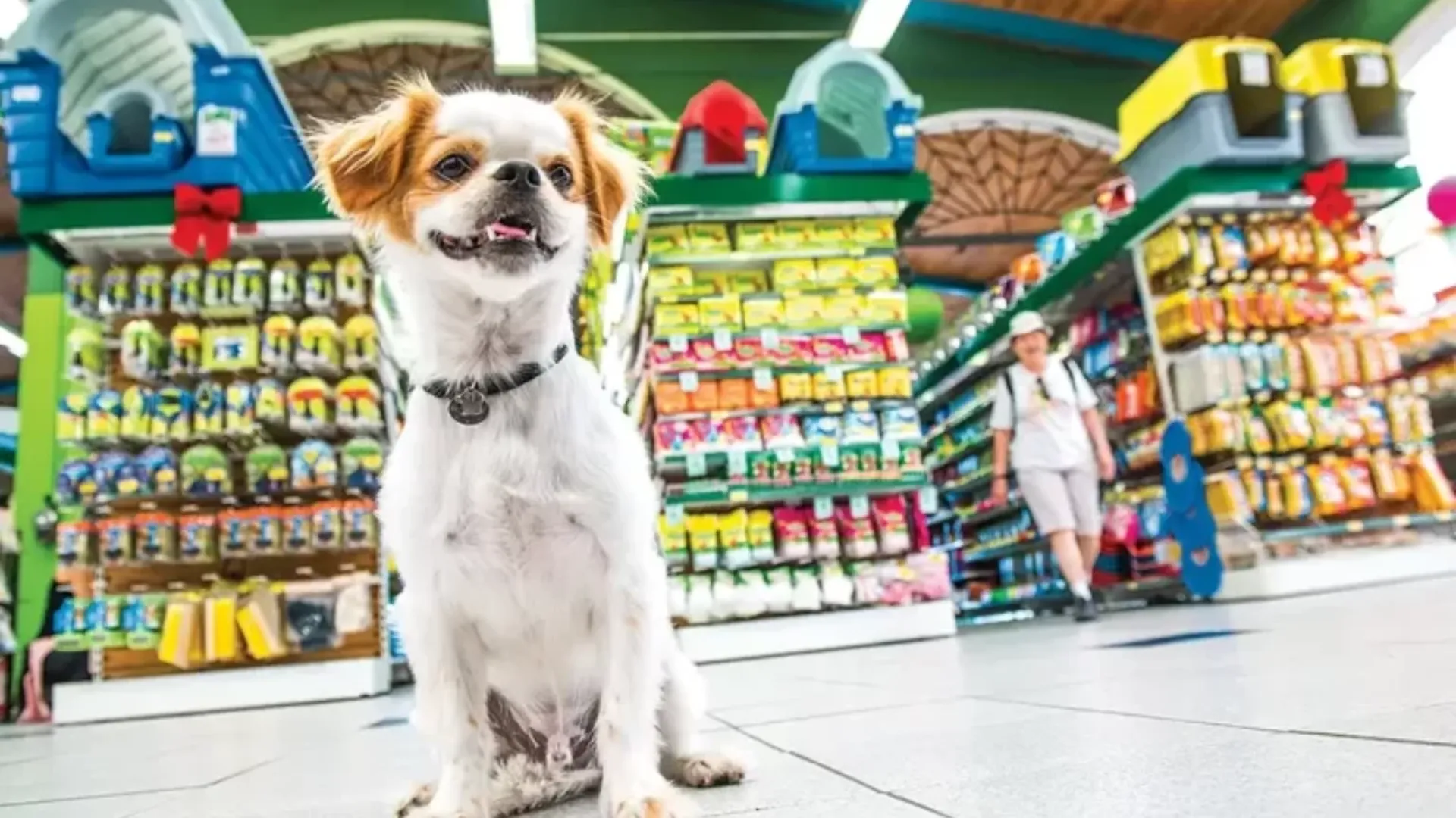 Investimentos no varejo pet e o fenômeno do crescimento do setor no Brasil